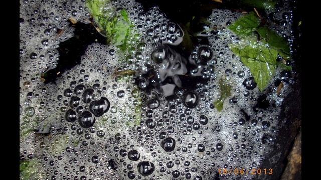 Размножаем микробов. Увеличиваем численность почвенных бактерий на грядках. смотреть онлайн