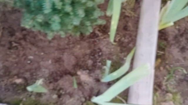 середина марта.Дача в снегу.Эксперимент по борьбе с мышками-цветоводами. смотреть онлайн