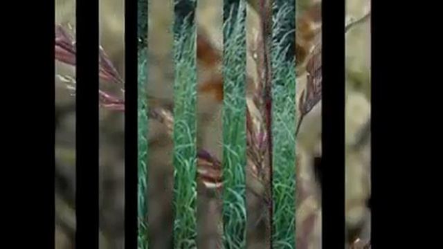 Любимые цветы и растения-Агростис смотреть онлайн