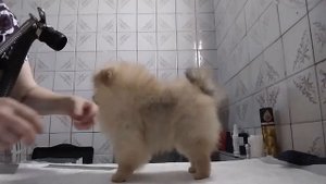 Померанский шпиц Тесса 3,5 месяца