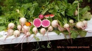 Редька обыкновенный Маргеланская (margelanskaya) ? обзор: как сажать, семена редьки Маргеланская