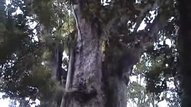 Agathis Australis - The Magnificent Kauri Tree смотреть онлайн