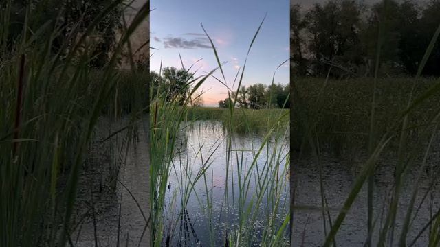 Пруд#РыбноеХозяйство