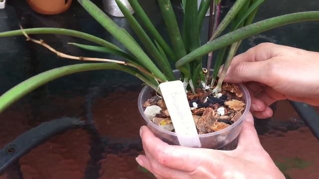 Брассавола , brassavola little star. Видео по заявке. Уход за орхидеей. Свет, полив , цветение. смотреть онлайн