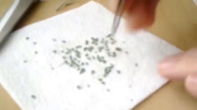 Как быстро подготовить семена к посадке смотреть онлайн