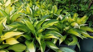 Hosta Island Breeze