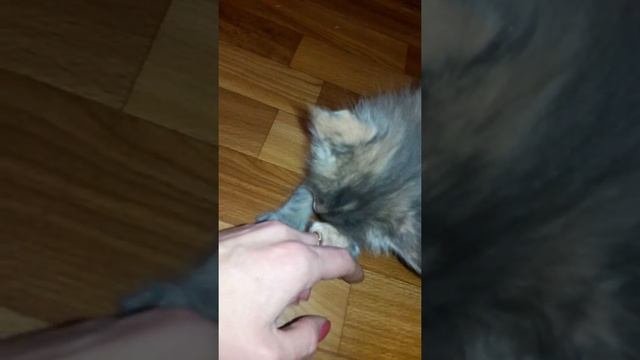 Обед хищника Мейн куна. Прикорм котят Мейн кун