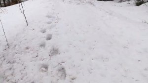 Нива на заварке