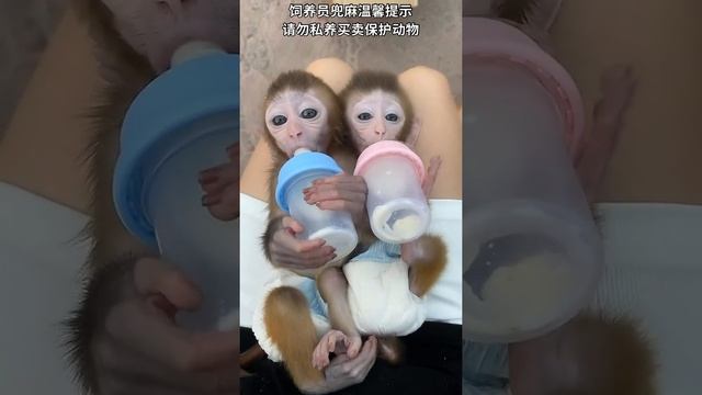 Monkey dance - monkey yoyo - monkey Baby YoYo - Lovely Baby monkey ???