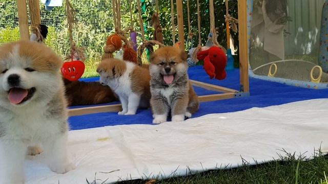 Щенки Акита ину Волгоград Прогулка щенков. смотреть онлайн