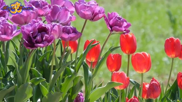 MAGIC MANTRA, FOR FULFILLMENT YOUR WISHES. смотреть онлайн