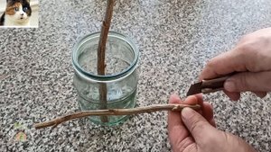 Размножение черной смородины черенками весной