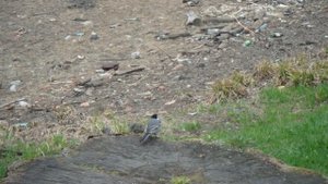 Белая трясогузка