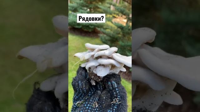 Рядовки #mashroom #грибы #autumn #сад