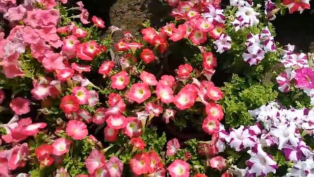 Petunia Flowers : Magnificent annual flowers available in huge array of colours and designs смотреть онлайн