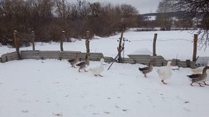 //Планы на гусей и уток //Обязательно посмотрите//Сколько гусынь на одного гусака//