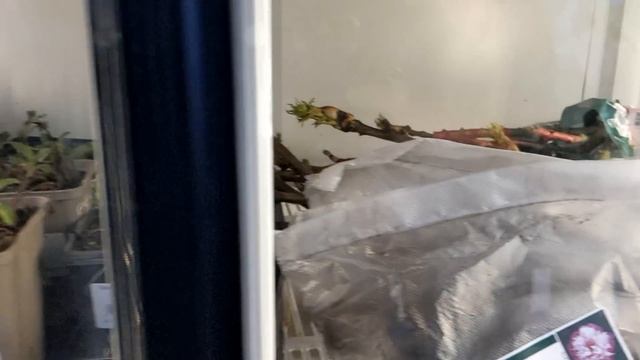 ?ТОВАРЫ ДЛЯ САДА/ПОДВОРЬЕ МОСКВА/ РОЗЫ, ХВОЙНЫЕ, ???ДРУГИЕ РАСТЕНИЯ/УДОБРЕНИЯ И ПО МЕЛОЧИ смотреть онлайн