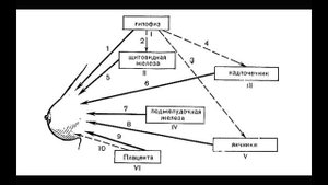МАММОГРАФИЯ Лекция “Анатомическое строение молочной железы“ 3