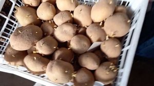 Достали картофель из подвала. Состояние клубней. Обзор сортов.