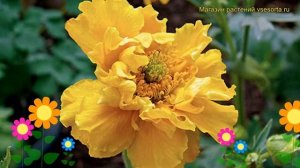 Гравилат чилийский Голдбол. Краткий обзор, описание характеристик geum chiloense Goldball