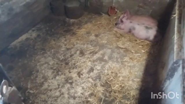 лутшая подстилка для свиней