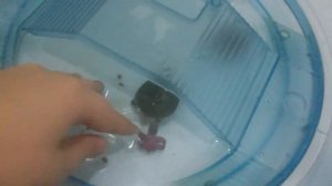 Мои маленькие черепахи