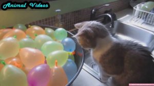 Приколы с животными №161   Кот и шарики с водой  Смешные животные  Animal videos