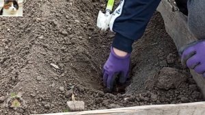 Как сажать рассаду капусты в открытый грунт. Когда сажать капусту рассадой