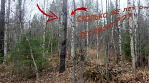 Металлокоп в лесу.Осиновый трос.Супер труба