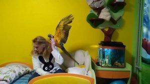 Дрессировка и воспитание большого попугая: содержание большого попугая