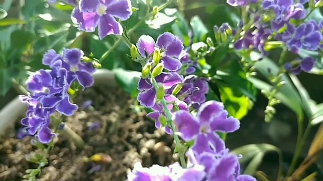Duranta Erecta Plants смотреть онлайн