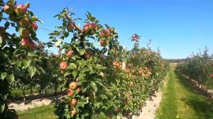 Ligol RED - czerwony Ligol - 2020 [odmiany jabłoni / apple variety]