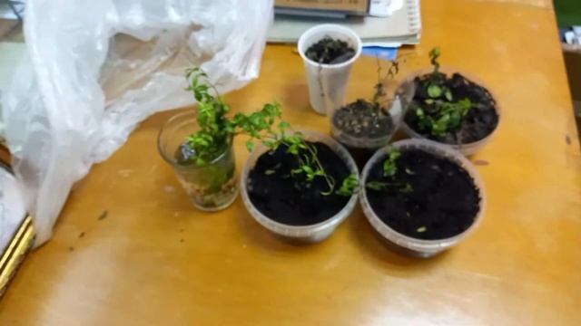 Что делать, если мирт не укореняется. Исправила ошибку. смотреть онлайн