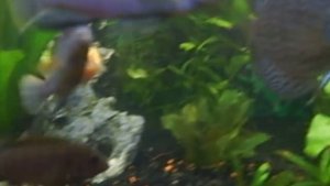 Цихлиды Малави, Дискусы.