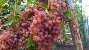 Обзор кишмишей на моем участке (2023) +