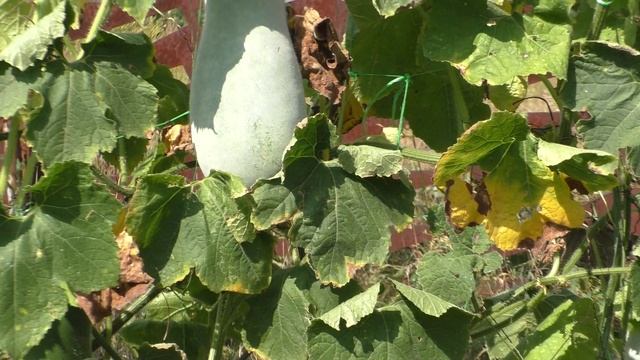 ✅Часто Болеете? Где взять Энергию ? ✅Даст Энергию и Защитит Вас БЕНИНКАЗА (Восковая тыква) смотреть онлайн