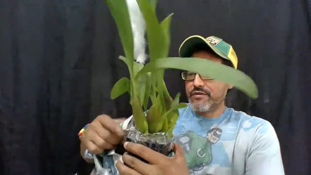 Surprise Orchid Unpacking (June 2021) смотреть онлайн