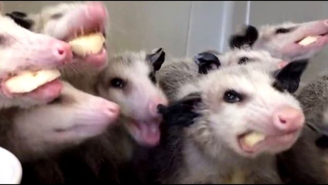 опоссумы.... смотреть онлайн