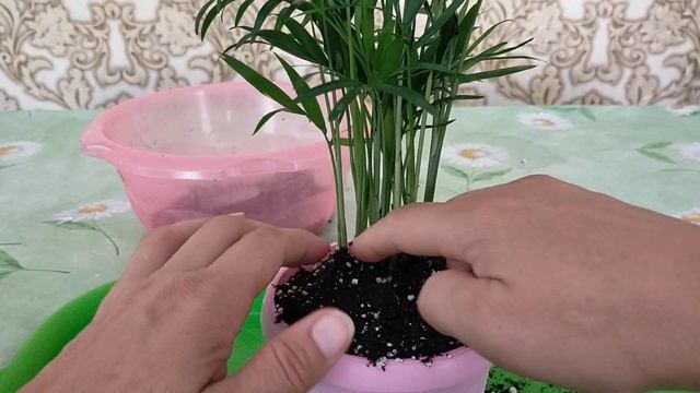 Пальма хамедорея. Особенности ухода после покупки