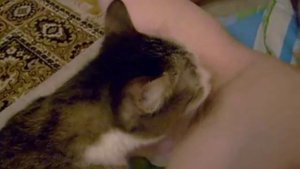 КОТЕ ЛИЗО