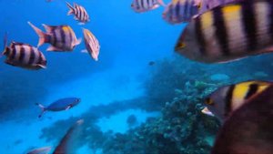 Рыбы Красного моря: АБУДЕФДУФ (РЫБА-СЕРЖАНТ)// Fish of the Red Sea. SERGEANT-MAJOR (Relax)