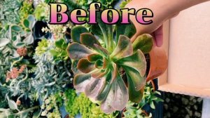 Agavoide Miranda#Before and Now #succulents