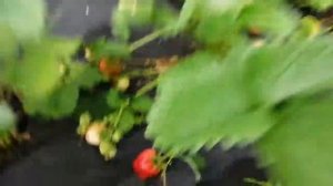 Клубника Сильвия и Лорд 2 - ой год плодоношения под спадбондом. Укрытия клубники.