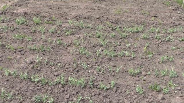 ✅ Посадка БАТАТА в грунт  ✅ ?Что уже выросло . смотреть онлайн