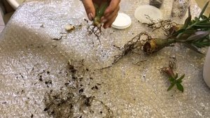 АДЕНИУМ - ФОРМИРУЕМ КОРНИ ЧАСТЬ I ADENIUM - FORMED ROOTS PART I