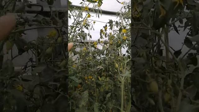 Самые сладкие томаты черри "Медовая конфетка" от фирмы Седек!!! урожай 2021 года