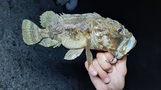 Черноморская Скорпена Ловим Морского Ерша на тирольскую палочку смотреть онлайн