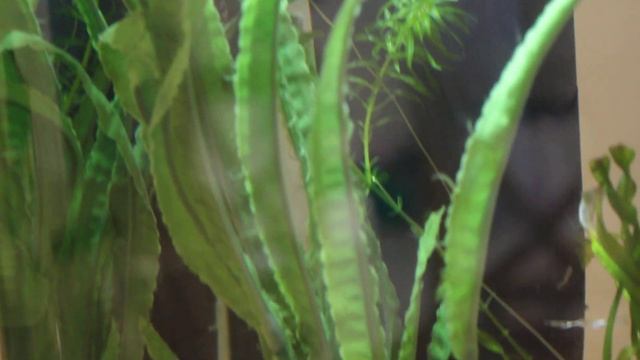 Аквариум. Второй день день как запустили жемчужных гурами и данио. смотреть онлайн