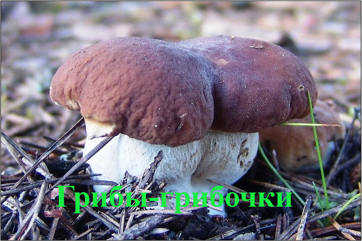 Грибы-грибочки