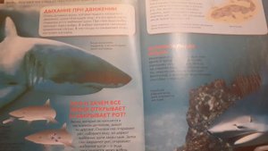Акулы."Жабры и дыхание"